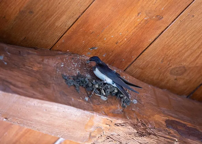 Casa D'oliveira Aveiro